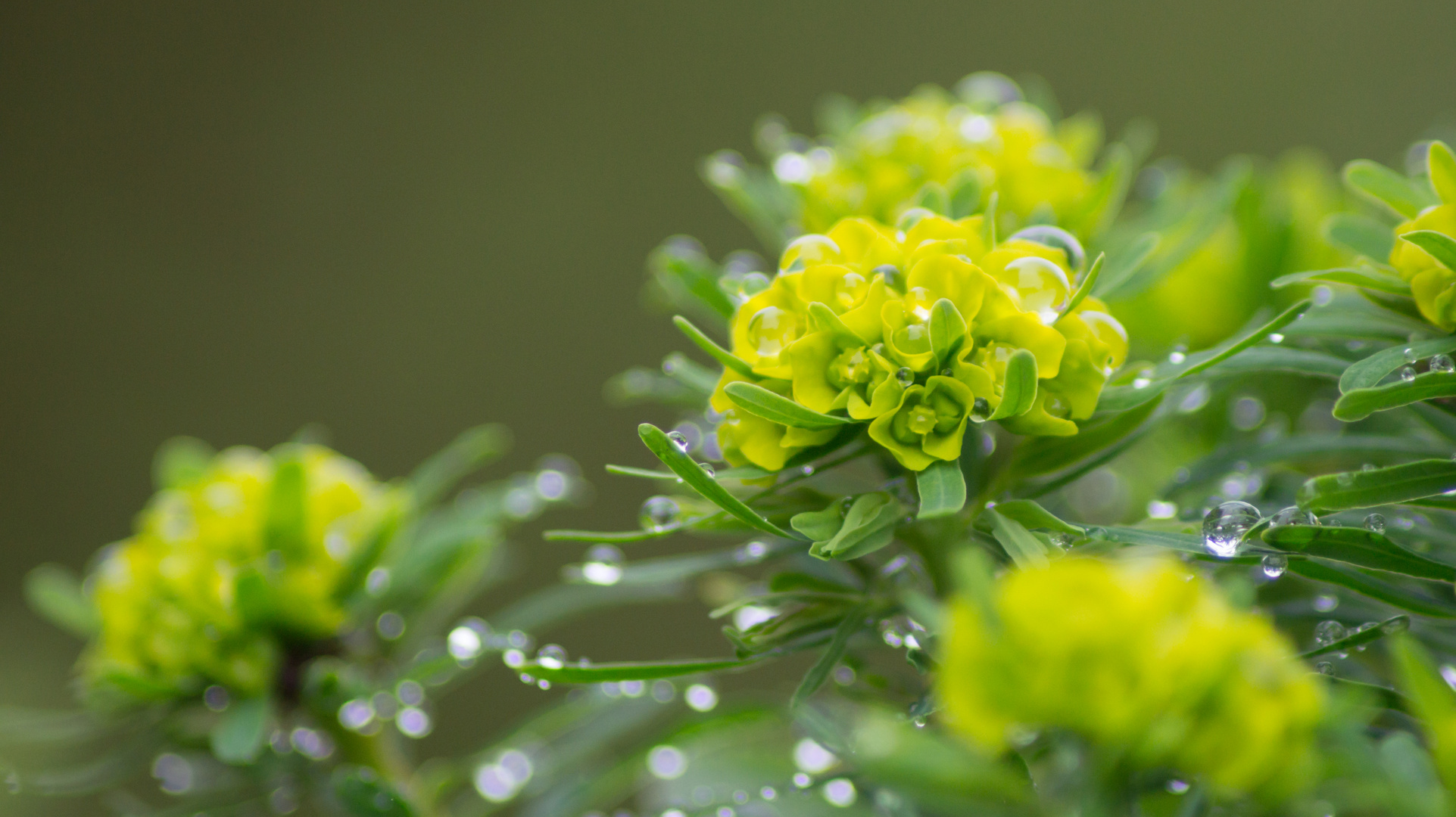 Gold-Wolfsmilch nach einem Regenschauer