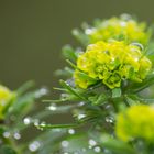 Gold-Wolfsmilch nach einem Regenschauer