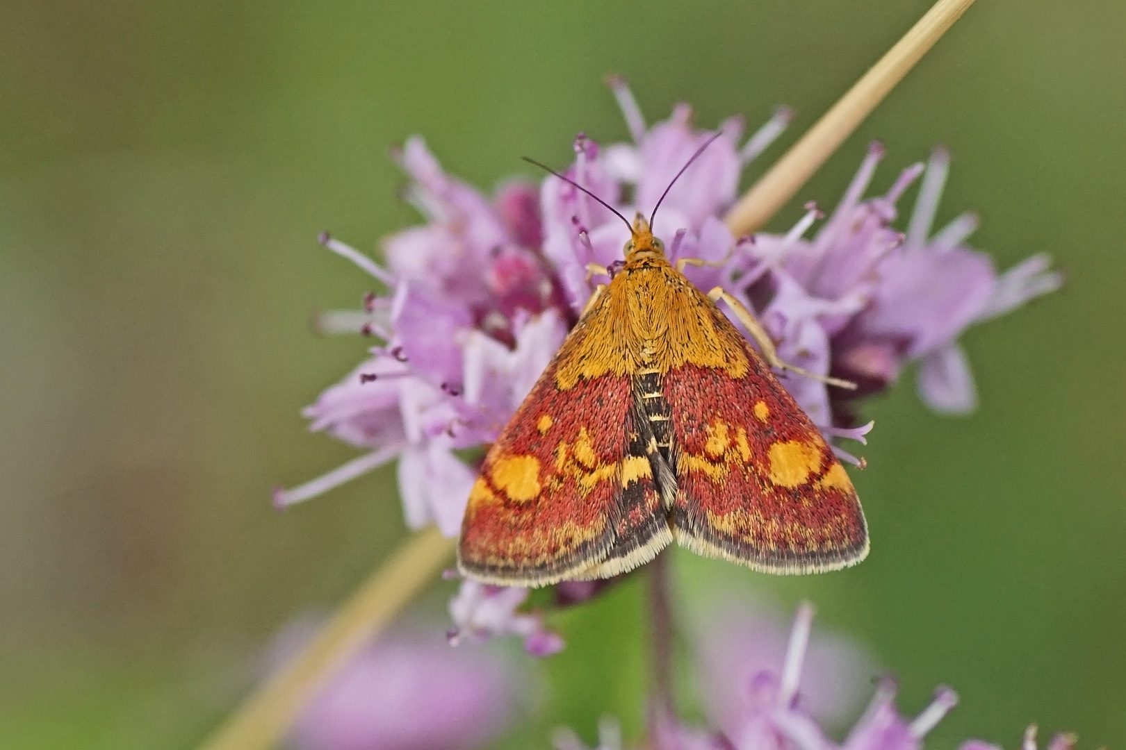 Gold- Zünsler (Pyrausta aurata)