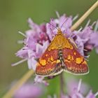 Gold- Zünsler (Pyrausta aurata)