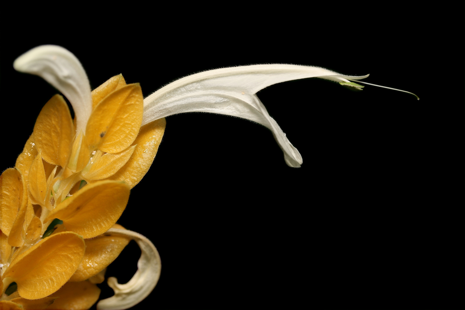 Goldähre (Pachystachys lutea)