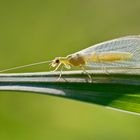 Goldäuglein im Gegenlicht