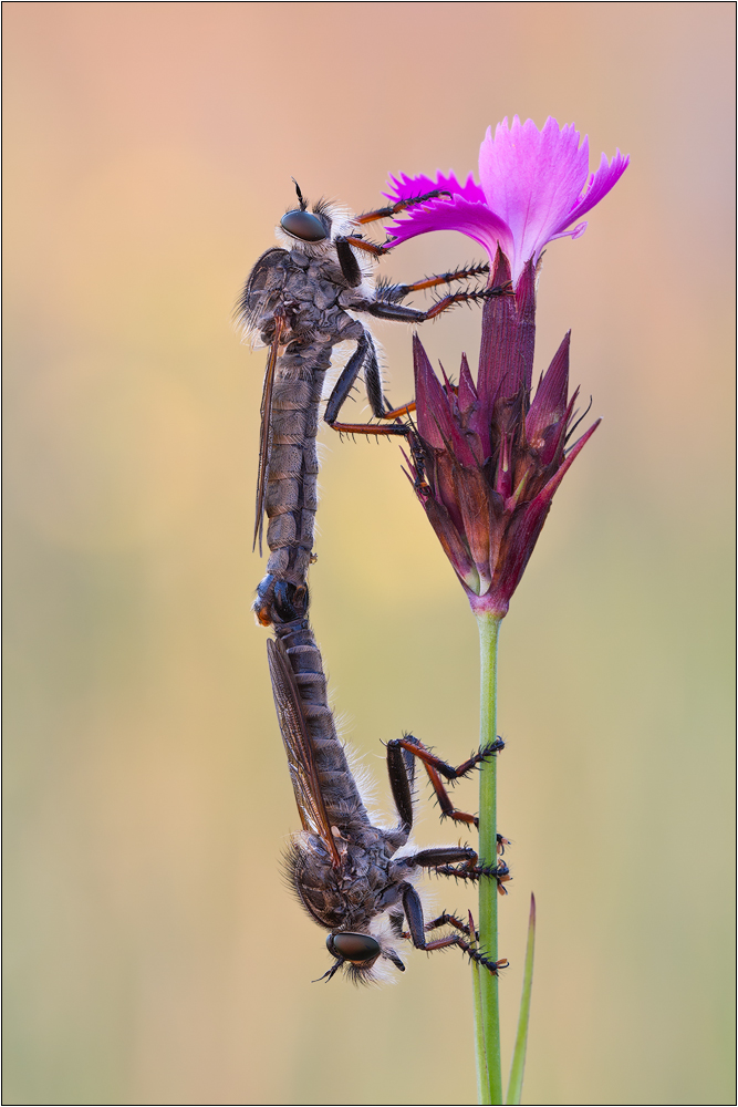 Goldafterfliege (Antipalus varipes)