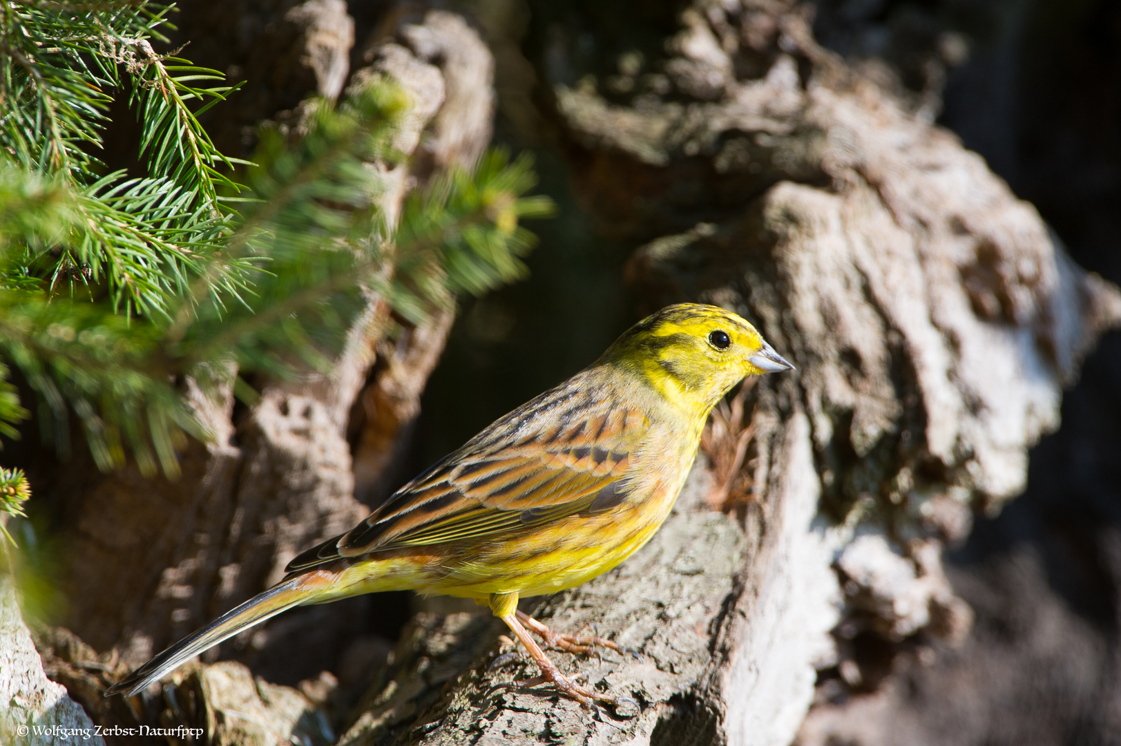 --- Goldammer 1 ---                 ( Emberiza citrinella )