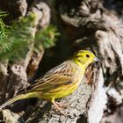 --- Goldammer 1 ---                 ( Emberiza citrinella )