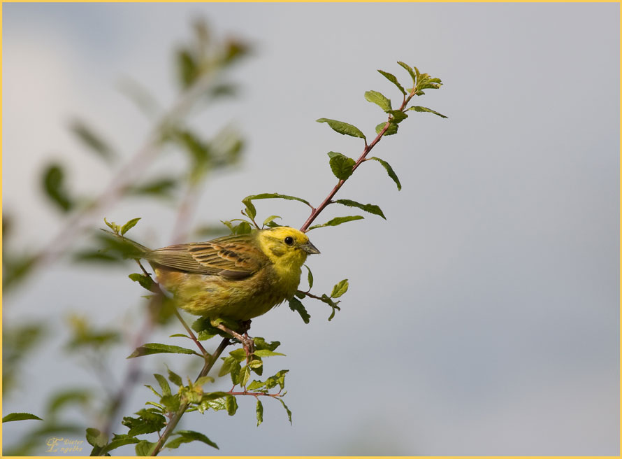 Goldammer _2 (Emberiza citrinella).....