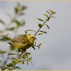 Goldammer _2 (Emberiza citrinella).....