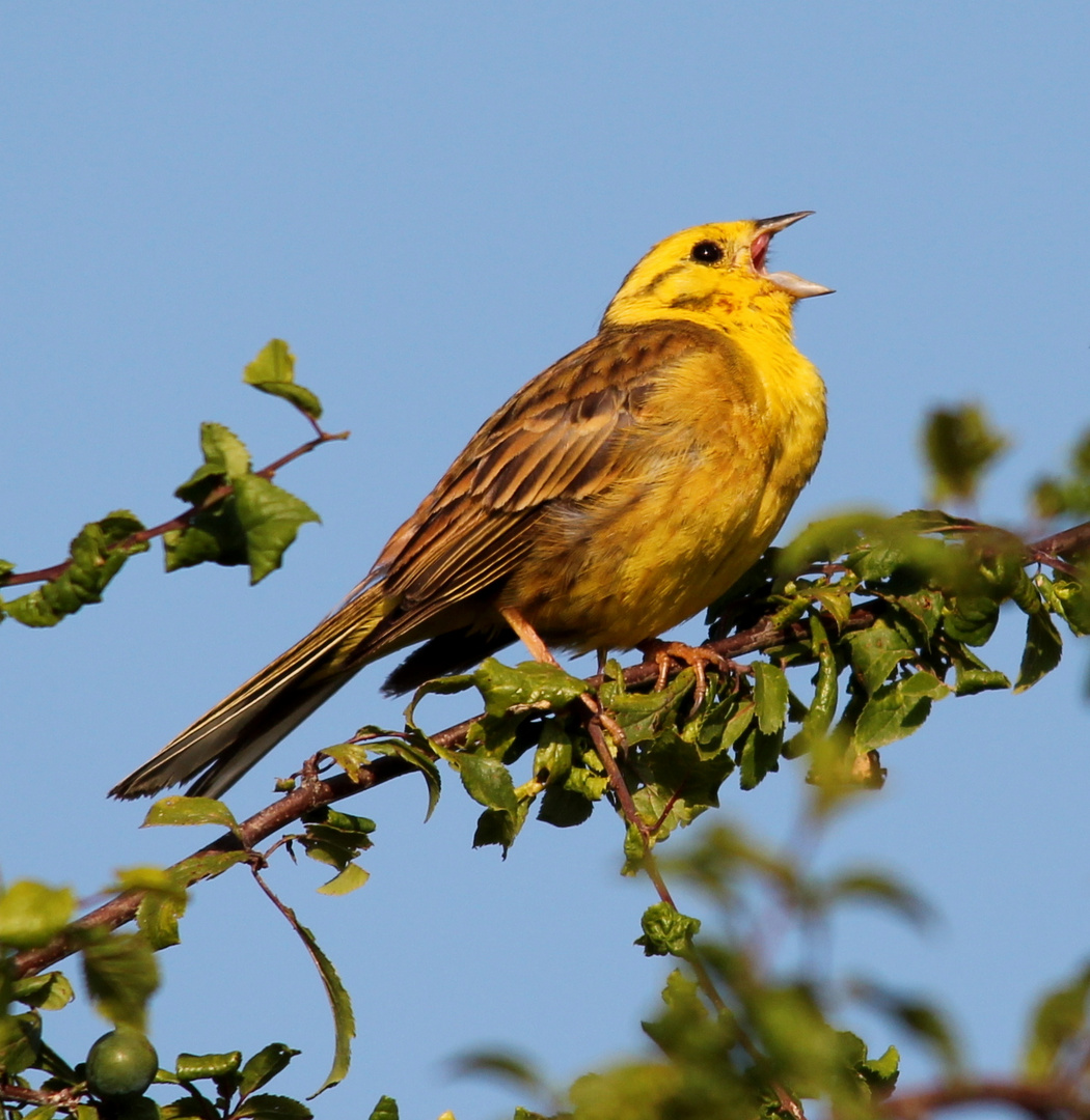 Goldammer 2 (Emberiza citrinella)