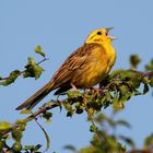 Goldammer 2 (Emberiza citrinella)