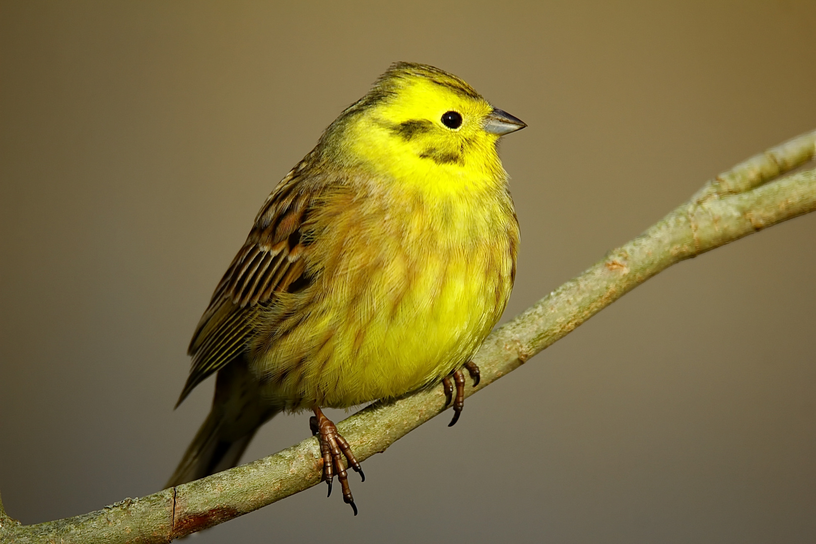 Goldammer Foto & Bild | tiere, wildlife, wild lebende vögel Bilder auf fotocommunity