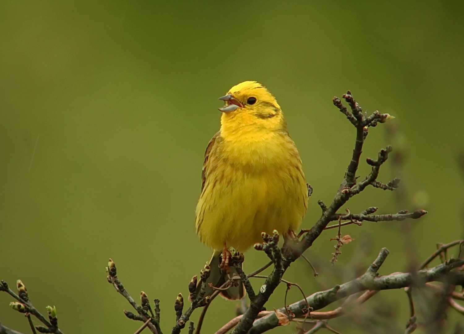 Goldammer Foto & Bild | tiere, wildlife, wild lebende vögel Bilder auf fotocommunity