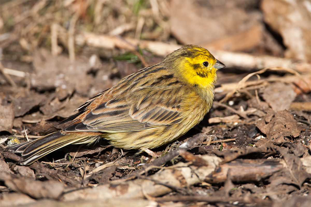 Goldammer auf dem Waldboden