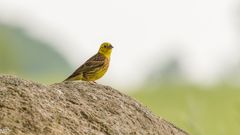 "Goldammer auf Felsen 2024"