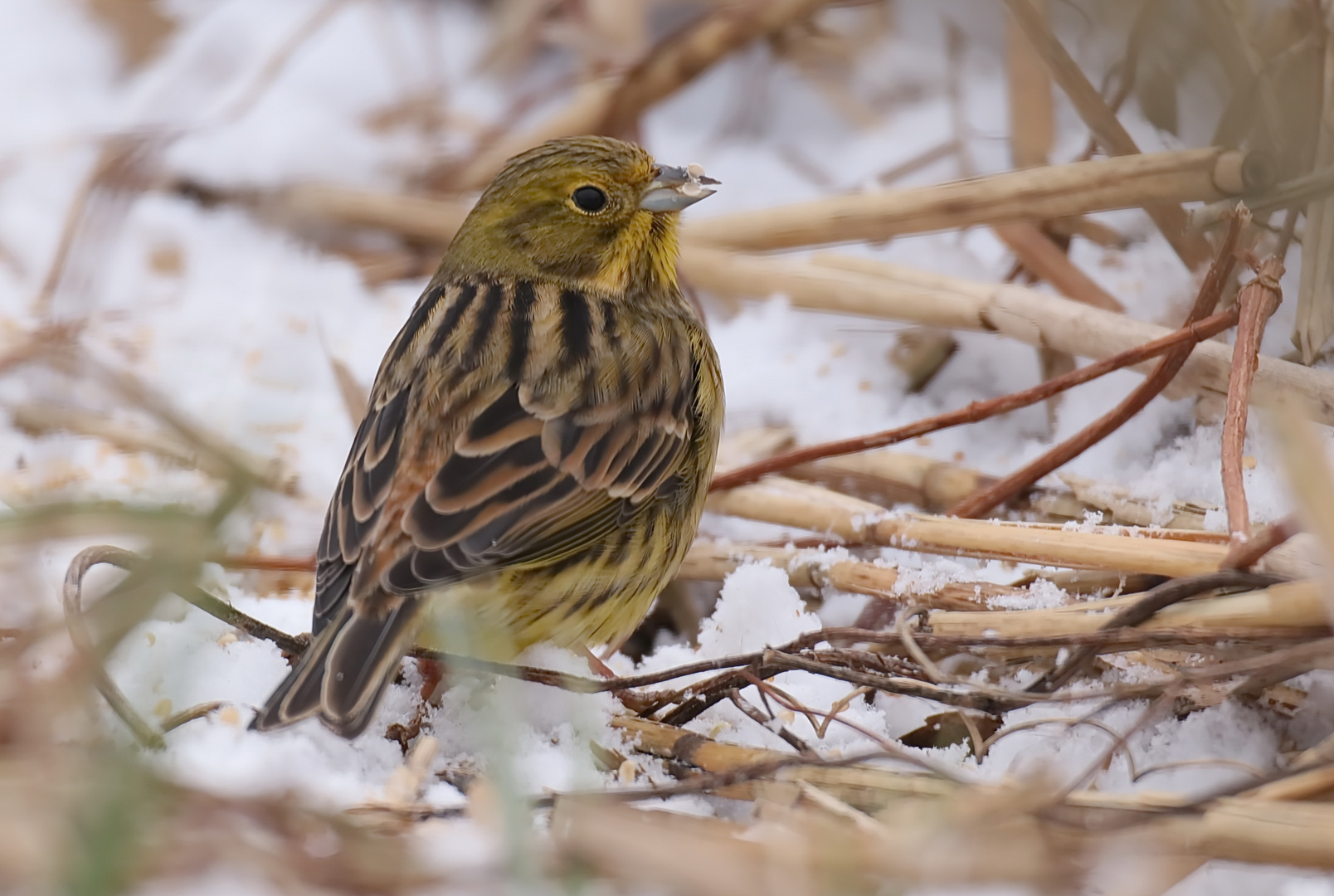 Goldammer Foto & Bild | tiere, wildlife, wildlife luder-futterplätze Bilder auf fotocommunity
