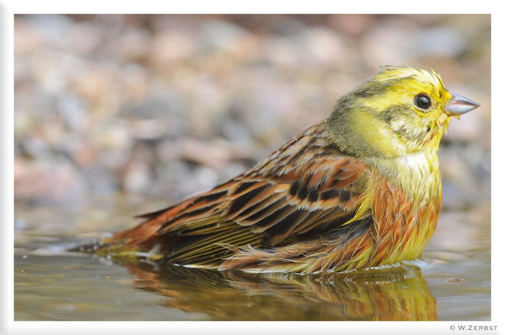 - Goldammer bei der Morgentoilette -   (Emberiza citrinella)