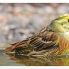 - Goldammer bei der Morgentoilette -   (Emberiza citrinella)