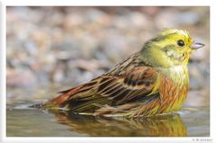 - Goldammer bei der Morgentoilette -   (Emberiza citrinella)