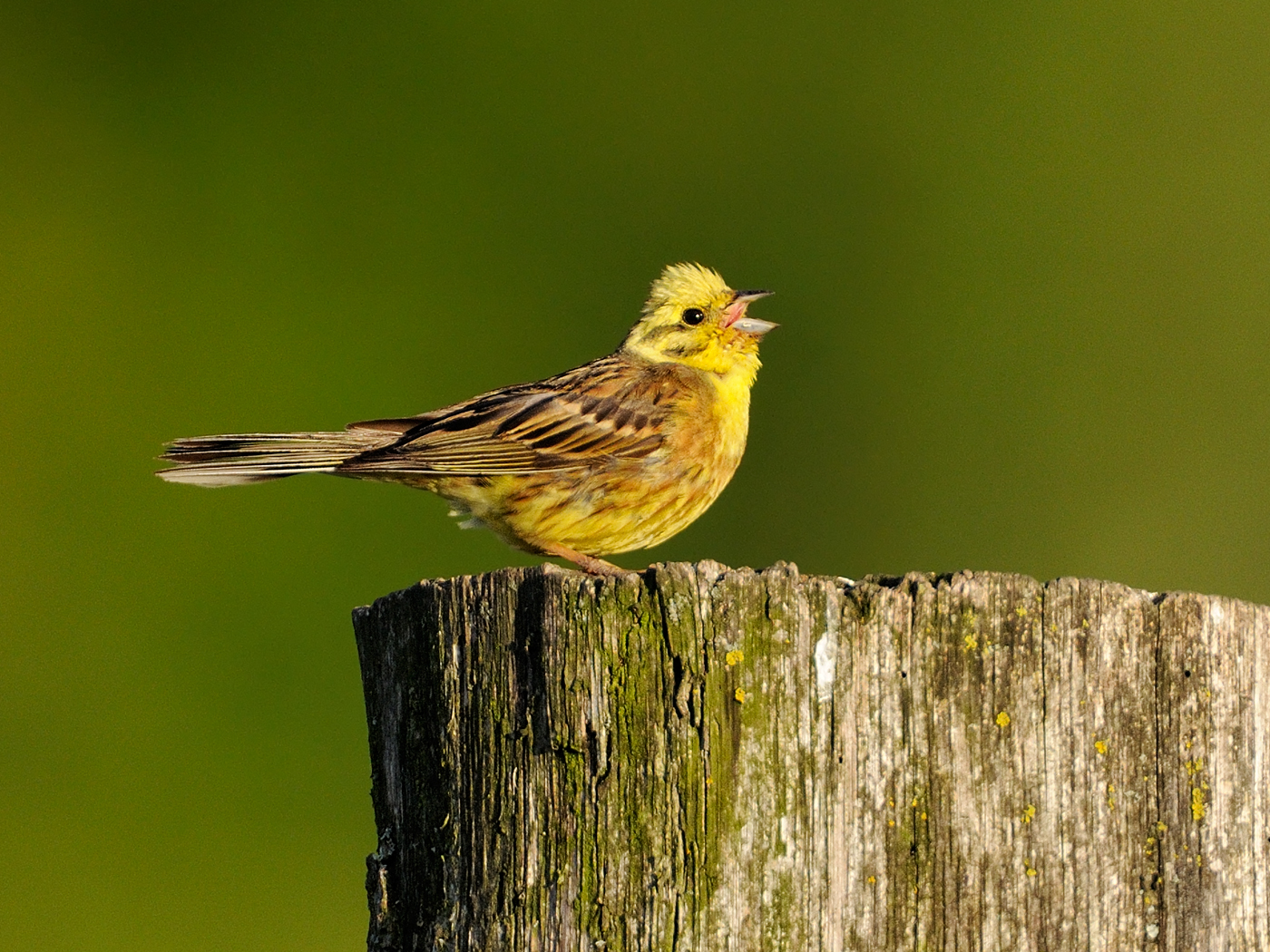 Goldammer beim Abendgesang