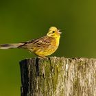 Goldammer beim Abendgesang