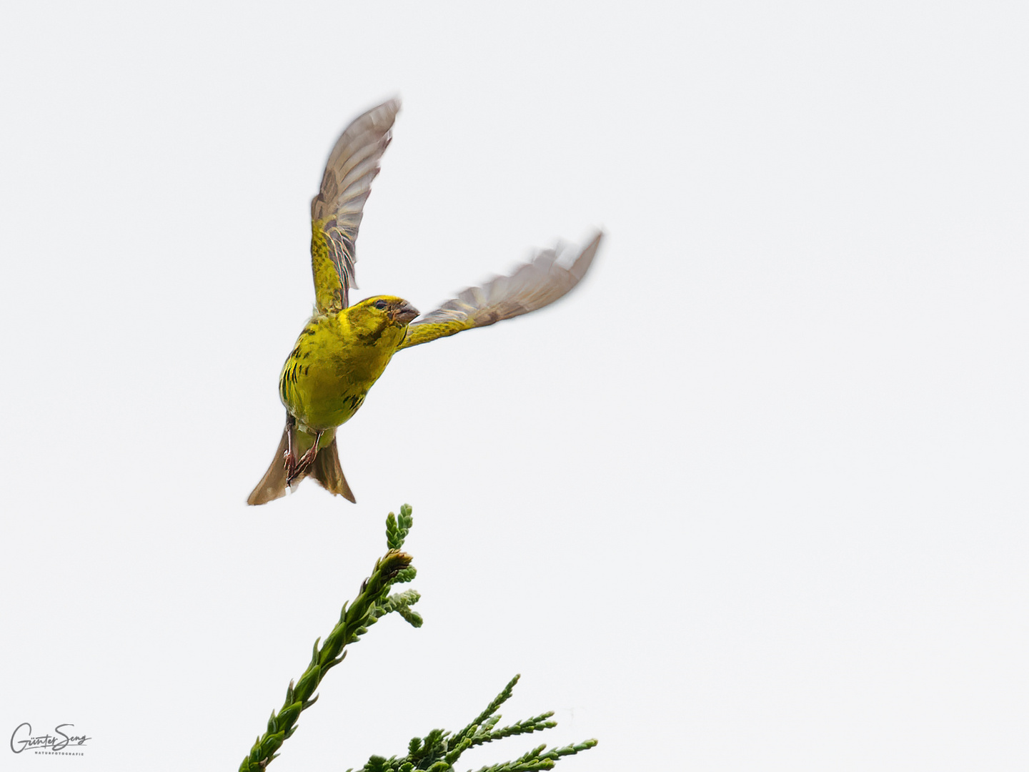 Goldammer beim Abflug