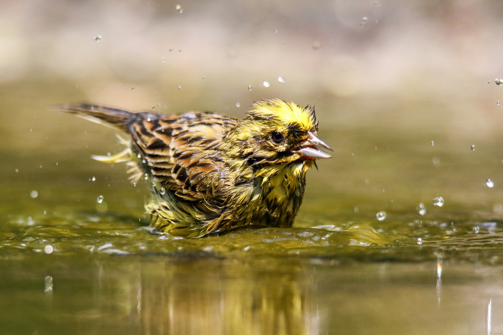 Goldammer beim Baden