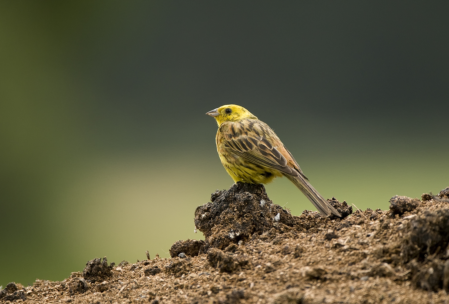 Goldammer Foto & Bild | tiere, wildlife, wild lebende vögel Bilder auf fotocommunity