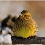 - Goldammer-Dame - ( Emberiza citrinella)