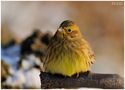 - Goldammer-Dame - ( Emberiza citrinella) von Wolfgang Zerbst - Naturfoto