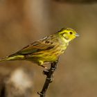  - GOLDAMMER -  ( Emberiza citriinella )