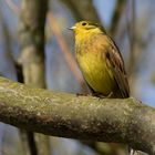 Goldammer - Emberiza citrinalla-2019-04-06-026