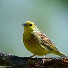 --- Goldammer ---          { Emberiza citrinela )