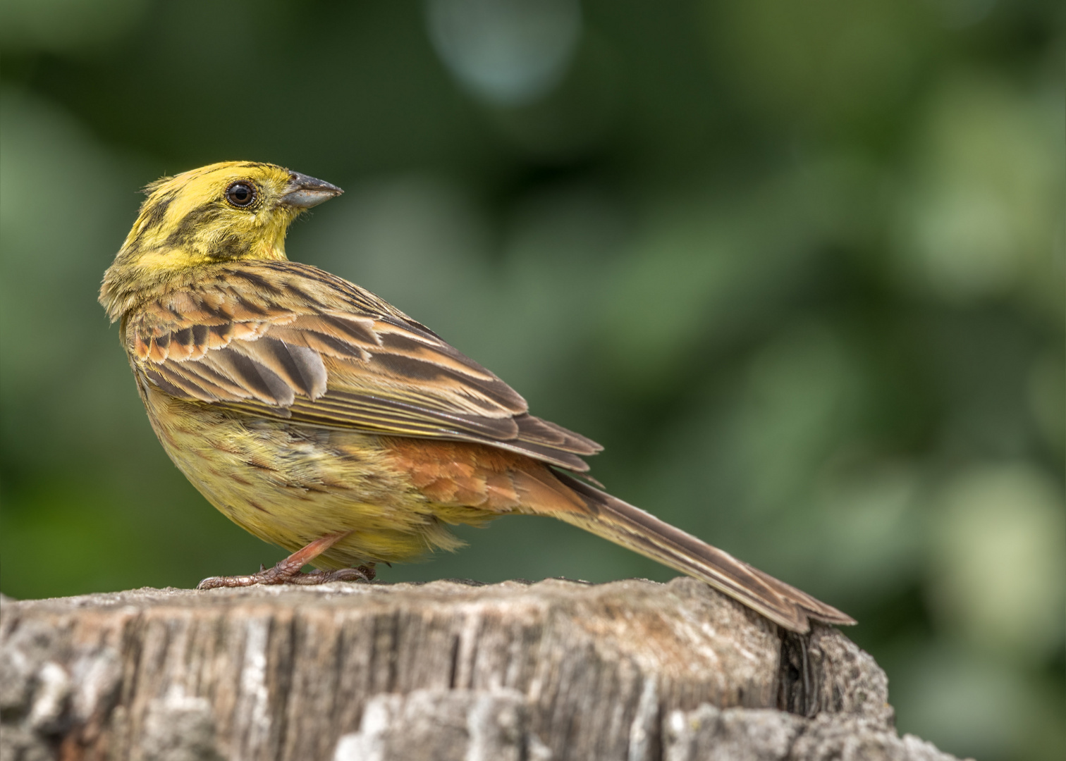 Goldammer (Emberiza citrinella)