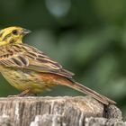 Goldammer (Emberiza citrinella)