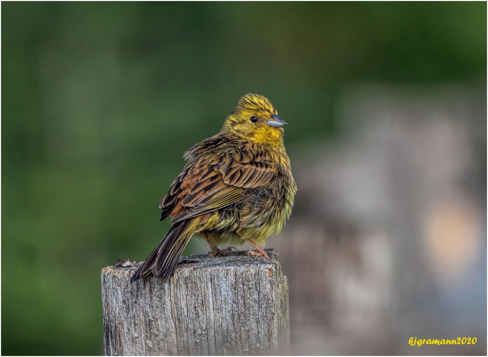  goldammer (emberiza citrinella) ....