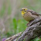 Goldammer | Emberiza citrinella