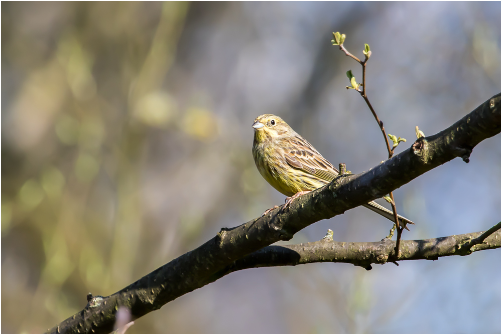 Goldammer (Emberiza citrinella)