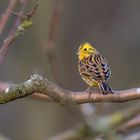 Goldammer (Emberiza citrinella) 