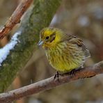 Goldammer (Emberiza citrinella) - 1