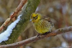 Goldammer (Emberiza citrinella) - 1