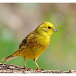 - Goldammer - ( Emberiza citrinella )