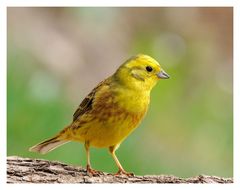 - Goldammer - ( Emberiza citrinella )