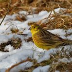 Goldammer (Emberiza citrinella) - 2