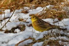 Goldammer (Emberiza citrinella) - 2