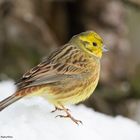 --- Goldammer ---   ( Emberiza citrinella )