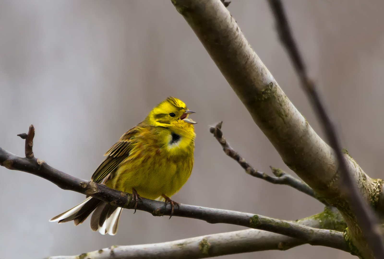 Goldammer - Emberiza citrinella