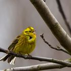 Goldammer - Emberiza citrinella