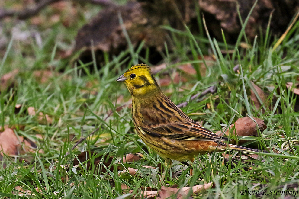 Goldammer (Emberiza citrinella)