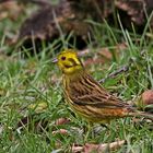 Goldammer (Emberiza citrinella)