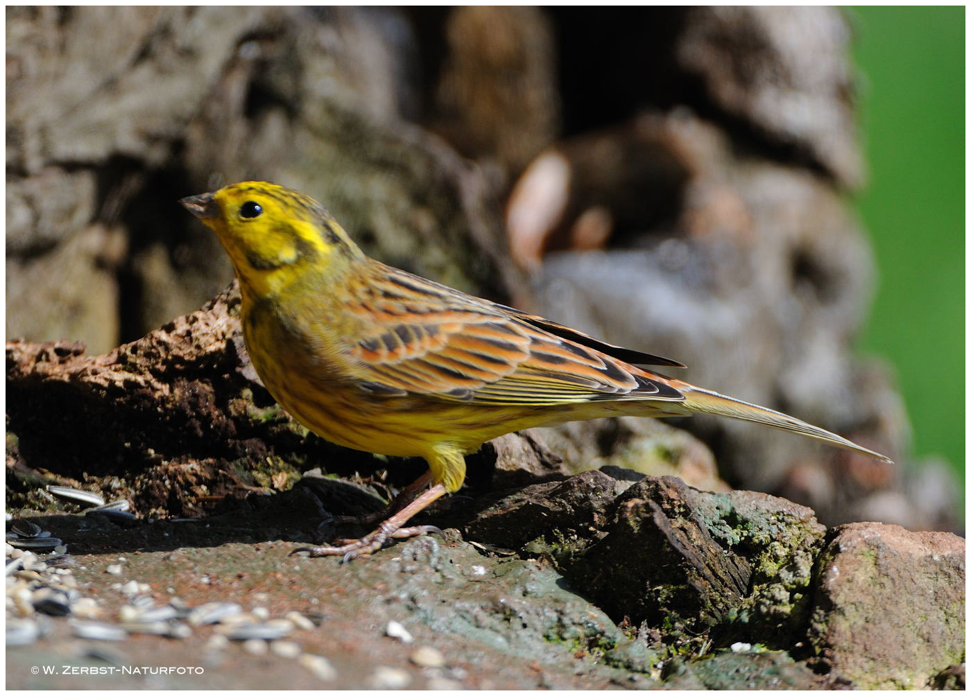 --- Goldammer --- ( Emberiza citrinella )