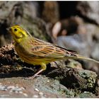 --- Goldammer --- ( Emberiza citrinella )